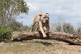 CANE CORSO 322